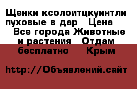 Щенки ксолоитцкуинтли пуховые в дар › Цена ­ 1 - Все города Животные и растения » Отдам бесплатно   . Крым